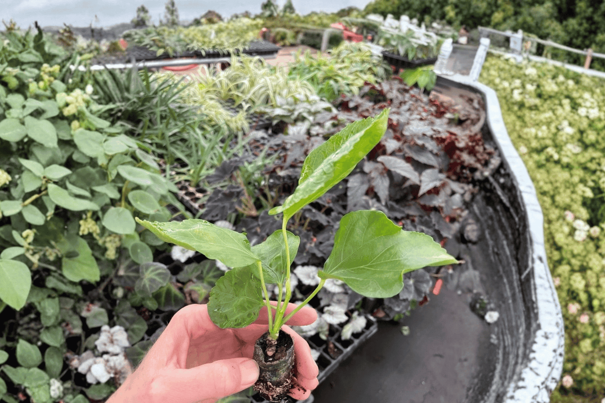 Pink Chiffon Hibiscus Starter Plants (2) | Hibiscus rosa-sinensis