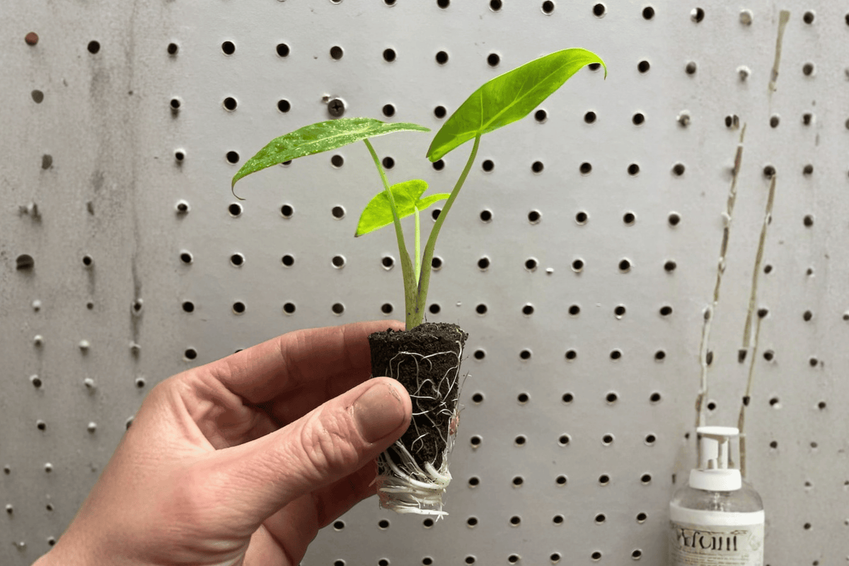 Alocasia Lutea 2 Starter Live Plants | Alocasia macrorrhizos ‘Lutea’ (Rhizomatous Tropical Foliage)