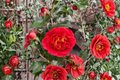 Japanese Camellia Kramer’s Beauty Live Plant in 3-Gallon Pot | Camellia japonica