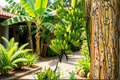 Double Mahoi Dwarf Banana Starter Plug | Musa Banana Plant - Bare Root