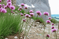 Thrift Sea Pink (Armeria alliacea) Live Plant in 4-Inch Pot