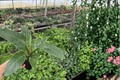 Philodendron Congo Green (Green Congo) Cuttings - 2 Live Plants in 4-Inch Pots