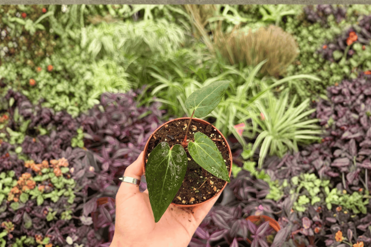 Anthurium FS x Blue Papi Live Plants - 2 Exact Plants in 4” Pot (Fort Sherman Hybrid)