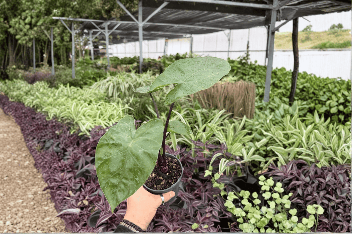 Alocasia Dark Star Live Plants – 4-Inch Pots (2-Pack) Exact Plants
