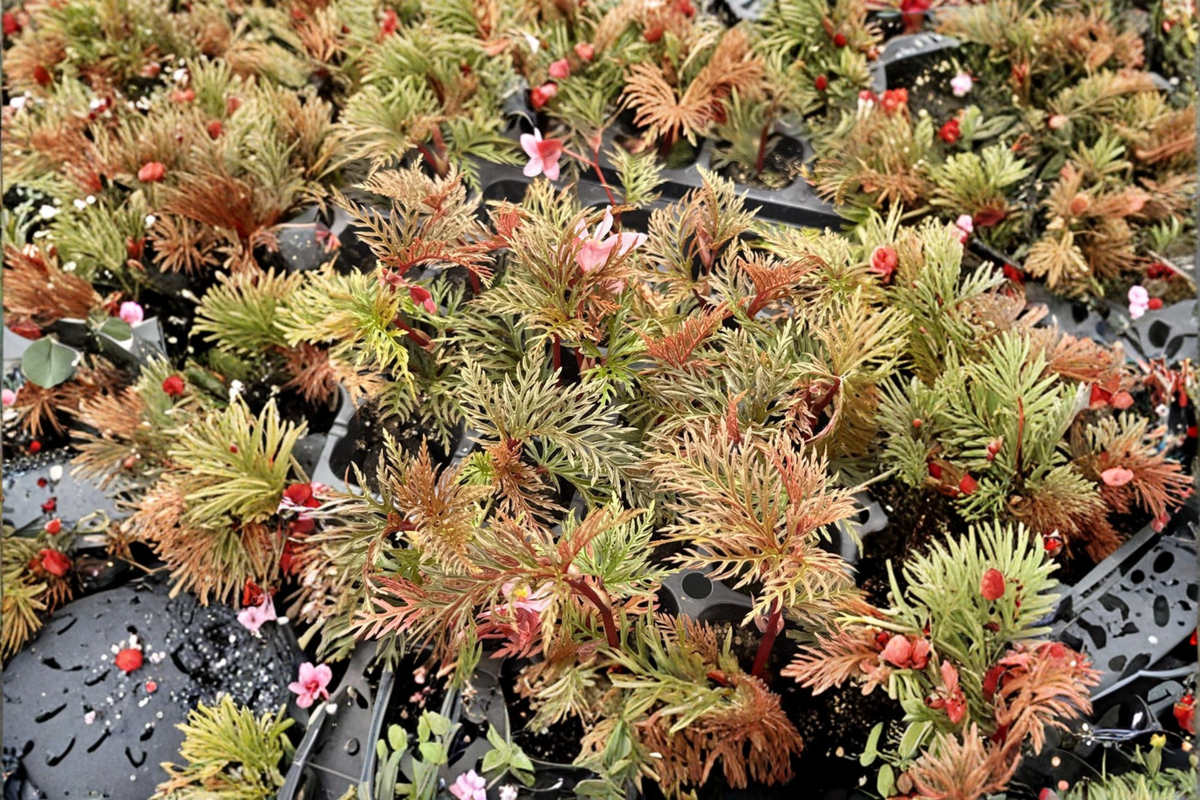 Begonia bipinnatifida (Fern Begonia) - 2-Inch Starter Live Plant or Rooted Cutting