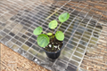 Variegated Pilea Peperomioides Mojito - 2" Rooted Starter Plant