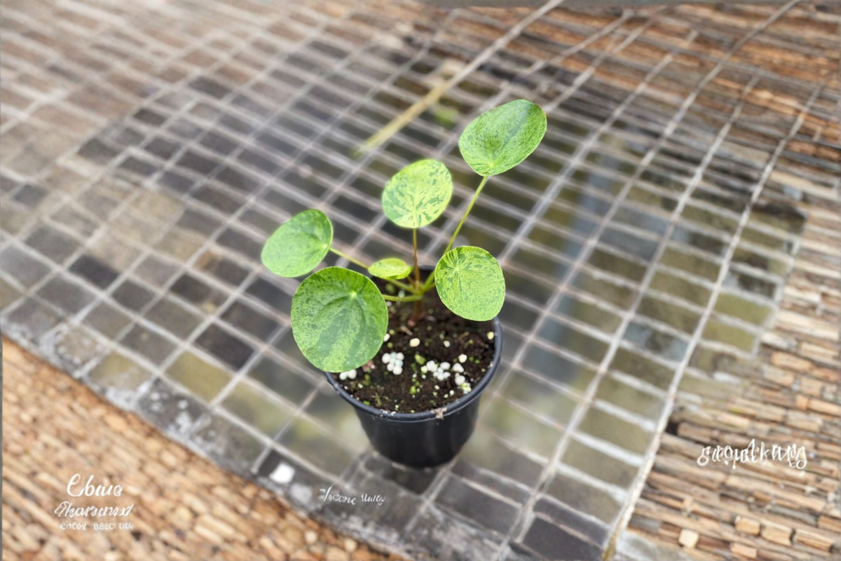 Variegated Pilea Peperomioides Mojito - 2" Rooted Starter Plant