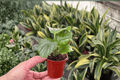 Calathea Orbifolia Starter Plants (Goeppertia orbifolia) – 2 in Pots | 2 Pack