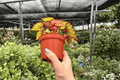 Begonia Harmony’s Crimson Oak - 2 Live 4-Inch Pots (Potted) - Exact Plants