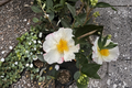Northern Lights Camellia sasanqua – 1 Gallon Pot, Fall-Blooming Evergreen Shrub