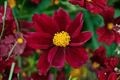 Coreopsis Mercury Rising Tickseed (Big Bang) – 4-Inch Potted Live Plant
