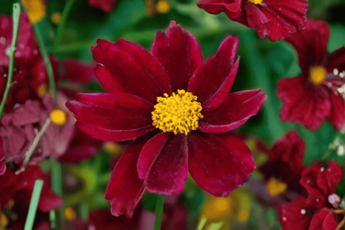 Coreopsis Mercury Rising Tickseed (Big Bang) – 4-Inch Potted Live Plant