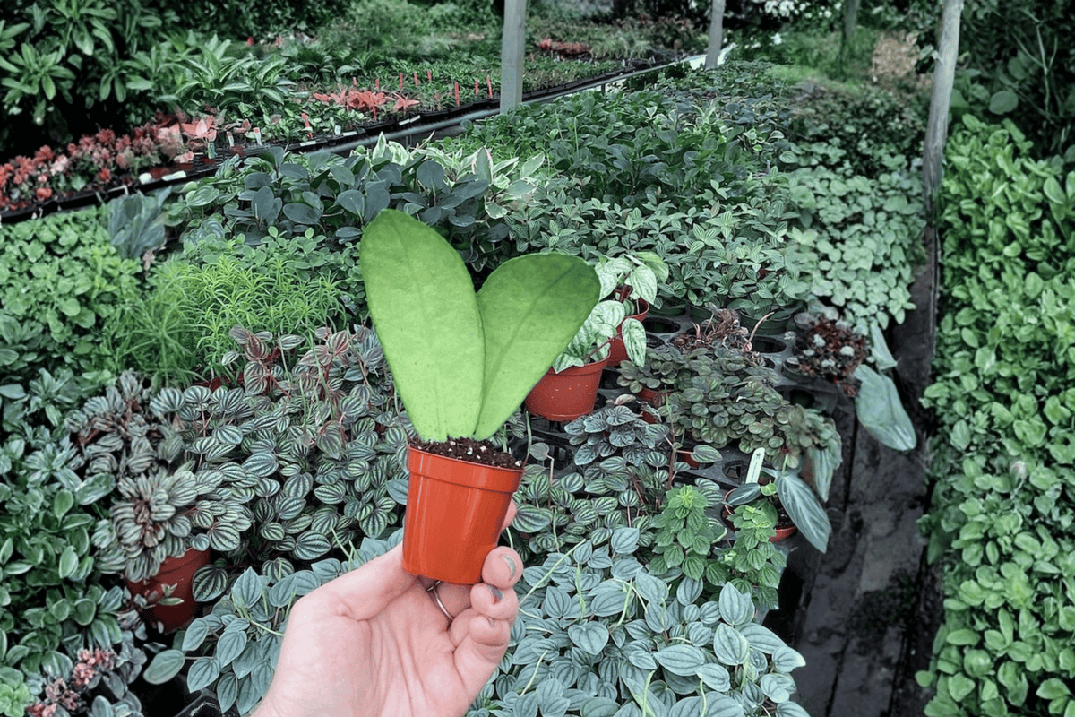 Hoya callistophylla - 2 Live Starter Plants in Bare Root, 2-Inch Pots
