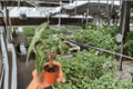 Alocasia Dwarf Amazonica Live Starter Plants – 2-Pack, 2-Inch Pots