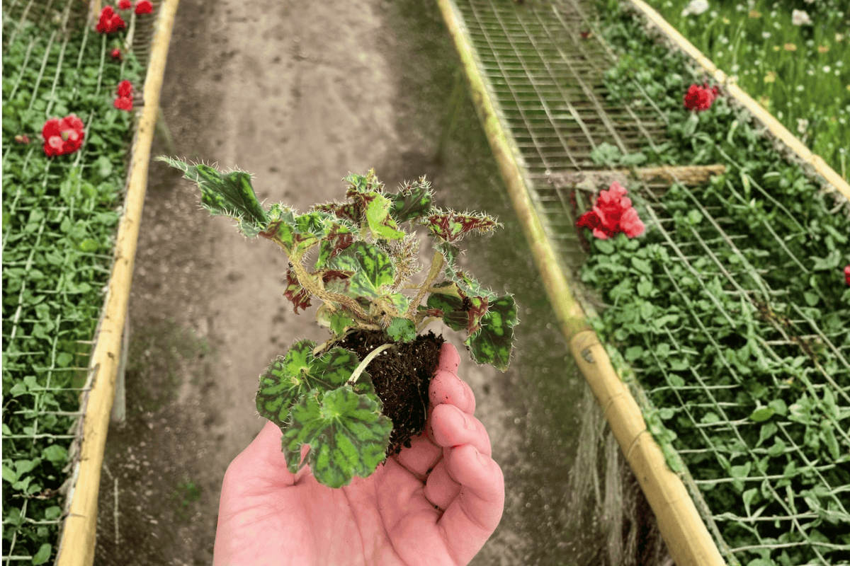 Begonia Unique Starter Plants (2) – Live 2-In-1 Begonia Unique in Soil Pods