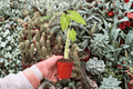 Alocasia Lutea Starter Plants (2) – 2-Inch Nursery Size Bare Root
