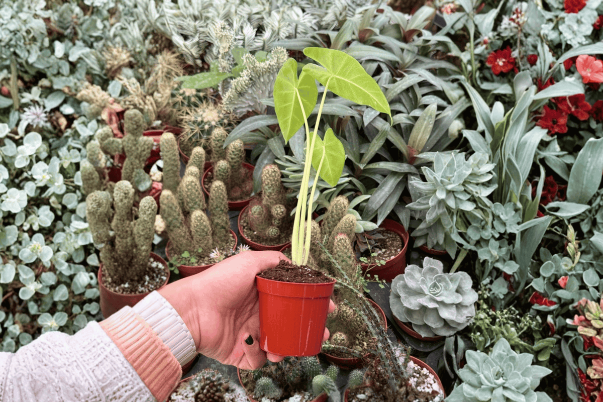 Alocasia Lutea Starter Plants (2) – 2-Inch Nursery Size Bare Root