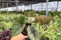 Alocasia Platinum 'Bisma' - 2 Live Plants in 4-Inch Pots (Exact Plants Shipped Potted)