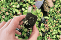 Aglaonema 'Lucky Red' Starter Plants (2) Bare Root | Chinese Evergreen