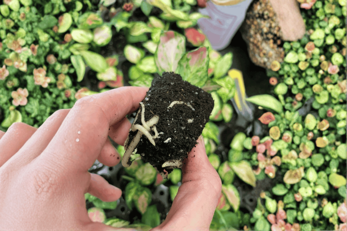 Aglaonema 'Lucky Red' Starter Plants (2) Bare Root | Chinese Evergreen