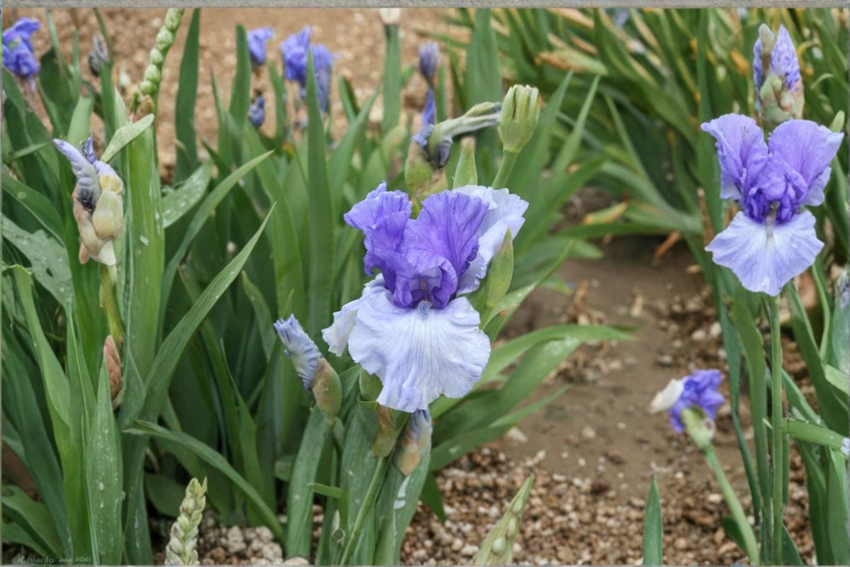 Bearded Iris Crowned Heads Rhizomes — 3 Pack #1 Grade Bearded Iris Crowned Heads Rhizomes