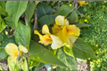 Richard Wallace Canna Lily Bare Roots – 3 Pack Yellow Canna Lilies