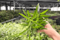 Hoya Longifolia 2 Live Plants in 4-Inch Pots | Tropical Vining Hoya