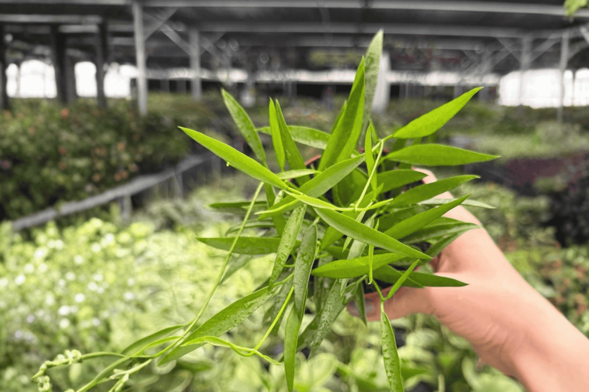 Hoya Longifolia 2 Live Plants in 4-Inch Pots | Tropical Vining Hoya