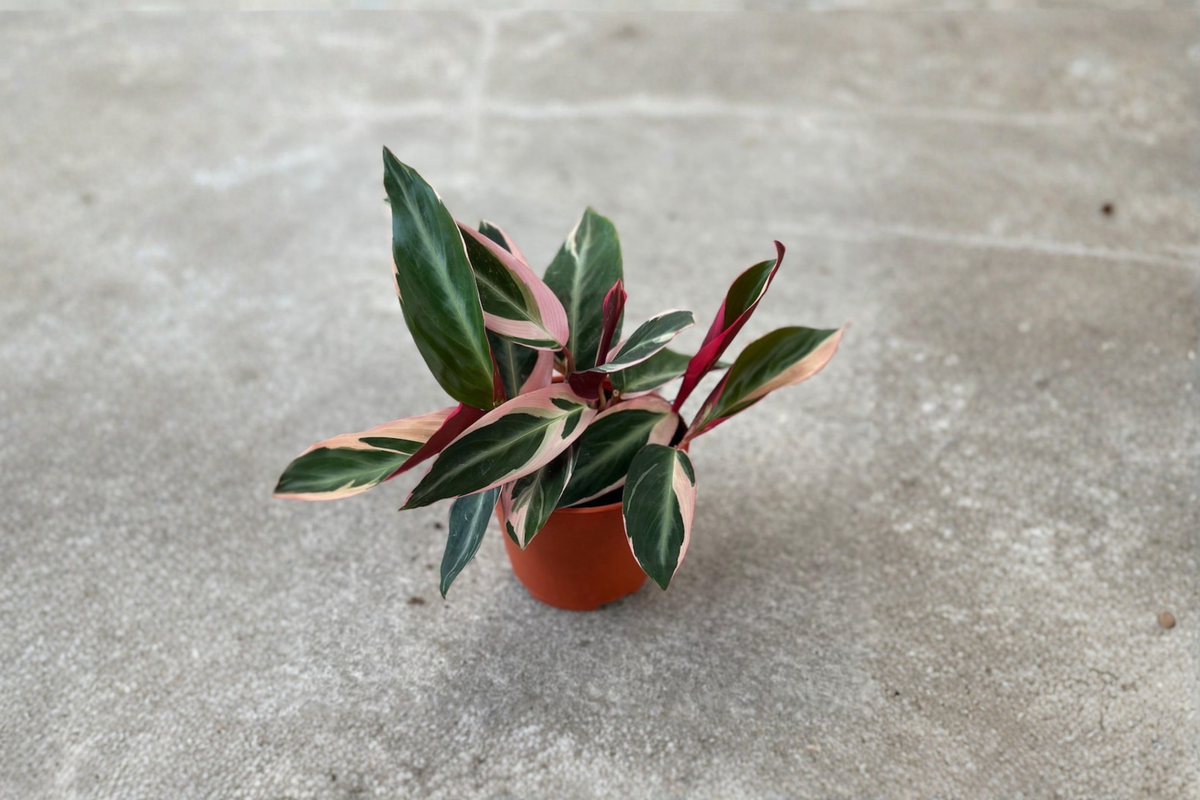 Stromanthe Triostar Live Plant - Rooted Indoor Tropical Starter in 2