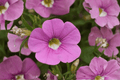 Calibrachoa MiniFamous Neo Light Pink + Eye Million Bells - 4-Inch Pot (1 Live Plant)