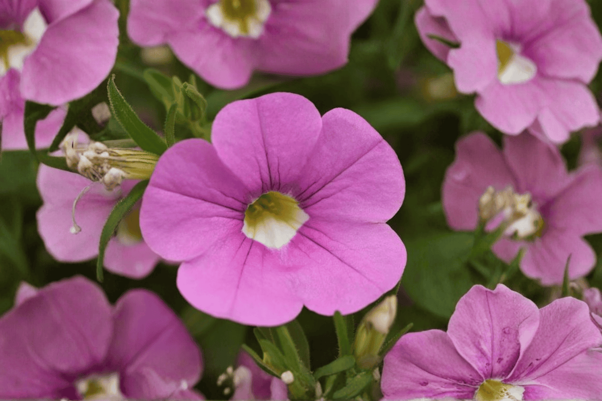 Calibrachoa MiniFamous Neo Light Pink + Eye Million Bells - 4-Inch Pot (1 Live Plant)