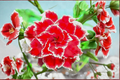 Desert Rose Seeds Adenium obesum Mixed Color - 10 Seeds