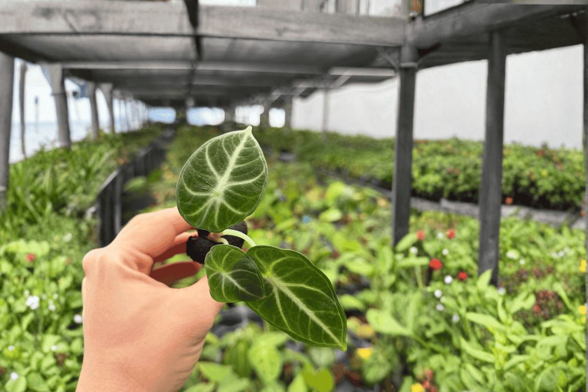 Alocasia Ninja Starter Plants (2) | Alocasia reginula ‘Ninja’ Bare Root