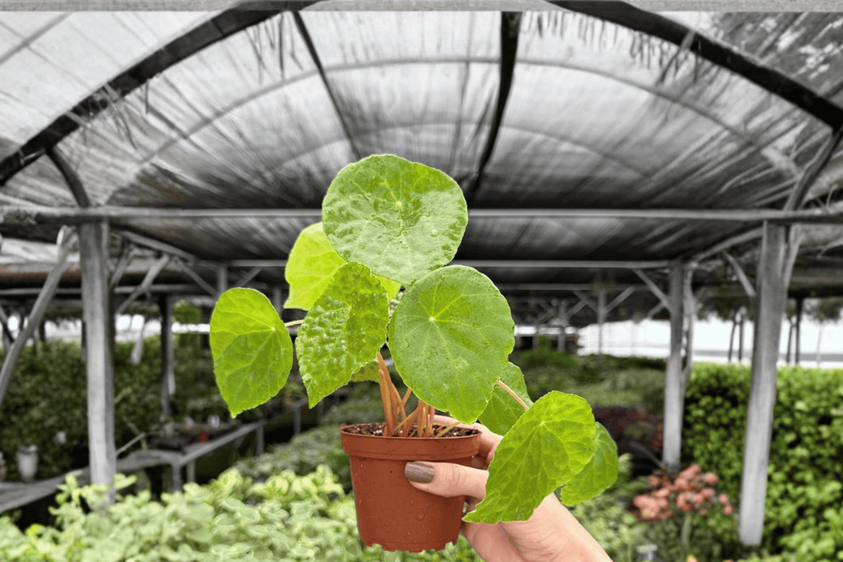 Begonia phuthoensis - 2 Exact Live Plants in 4-Inch Bare Root Pots