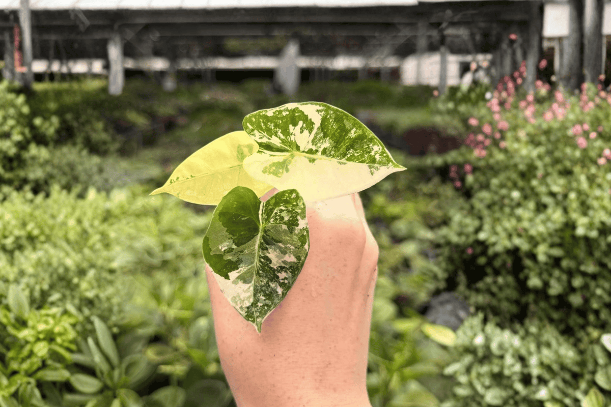 Variegated Alocasia Frydek Starter Plants (2) - Plug Plants