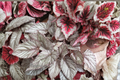 Begonia T-Rex Red Robin Live Plants - 2 Rooted Starters in 1 Qt Pots