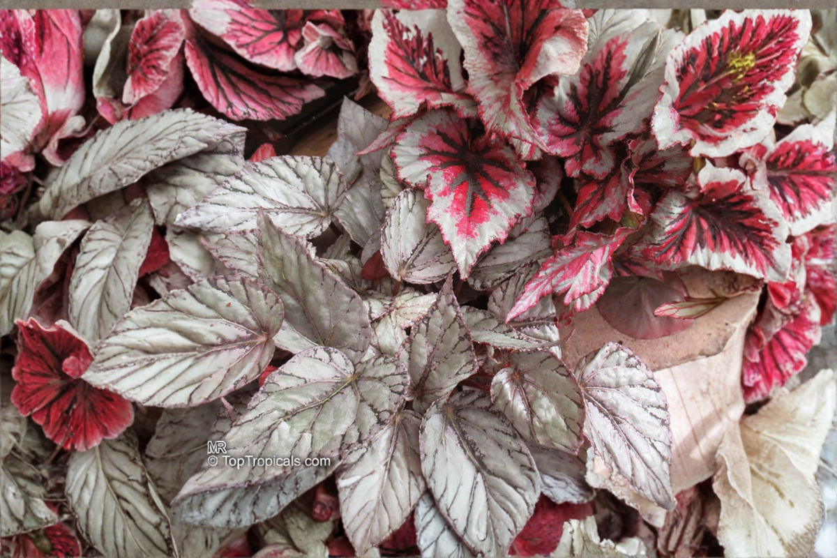 Begonia T-Rex Red Robin Live Plants - 2 Rooted Starters in 1 Qt Pots