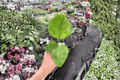 Pink Chiffon Hibiscus Starter Plants (2) – Bare Root, Unrooted Cuttings