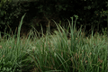 Ribbon Falls Sedge (Carex ‘Ribbon Falls’) - 1 Gallon Live Plant