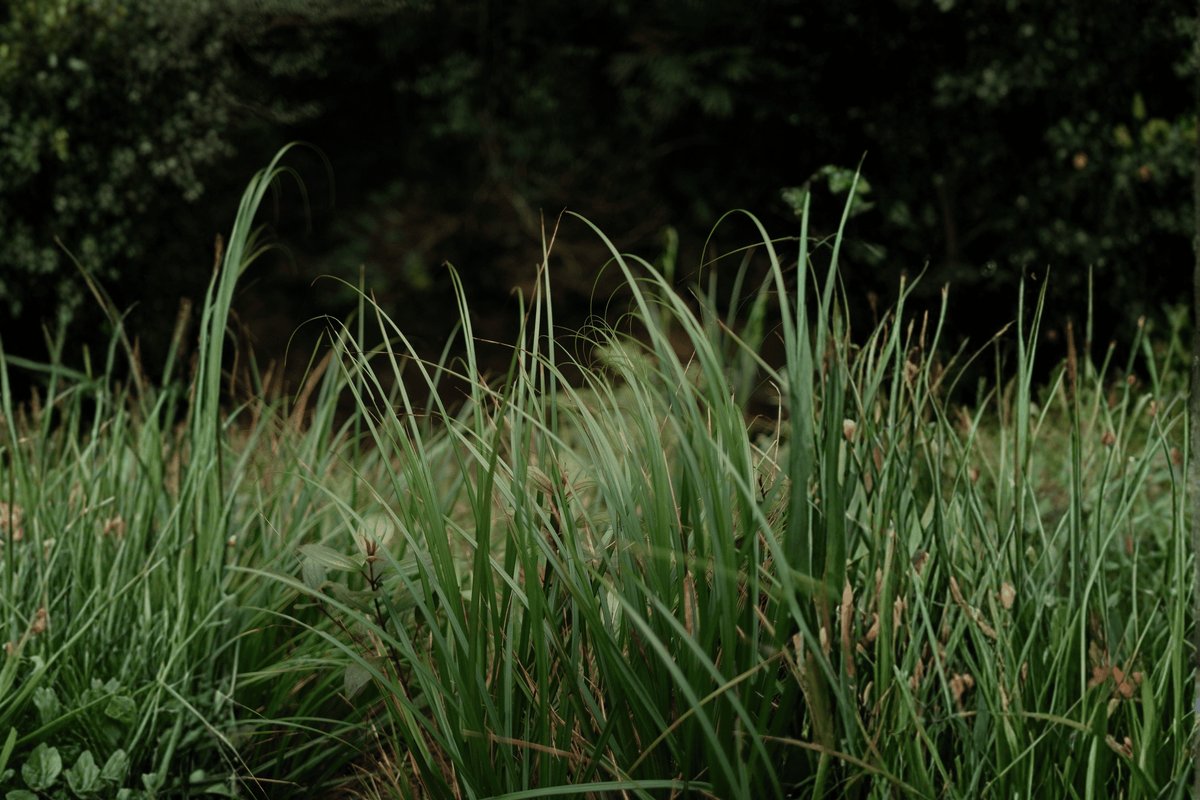 Ribbon Falls Sedge (Carex ‘Ribbon Falls’) - 1 Gallon Live Plant