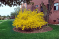 Lynwood Gold Forsythia Live Plant | 1 Gallon Pot, Early Spring Yellow Blooms