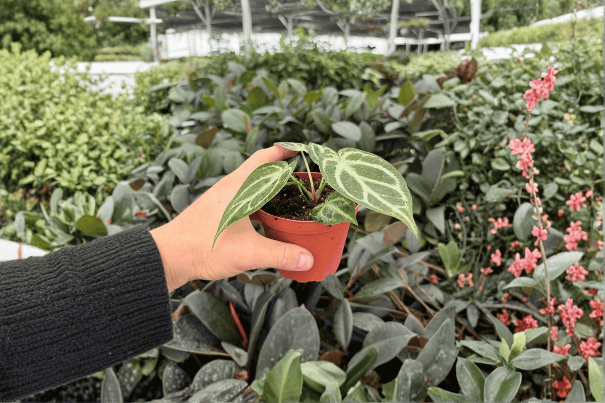 Anthurium Hoffmanii x Silver Hope - 2 Exact Live Plants in 4-Inch Pots