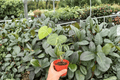 Antthurium Clarinervium x Macrolobium - 2 Exact Live Plants in 4-Inch Pots