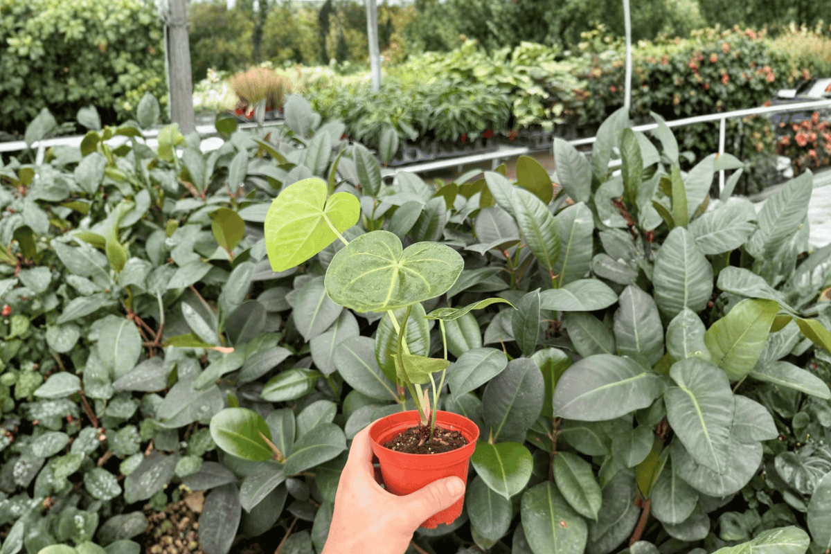 Antthurium Clarinervium x Macrolobium - 2 Exact Live Plants in 4-Inch Pots