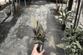Ficus elastica 'Burgundy' Burgundy Rubber Plant 2 Live Plants in 4-Inch Pots