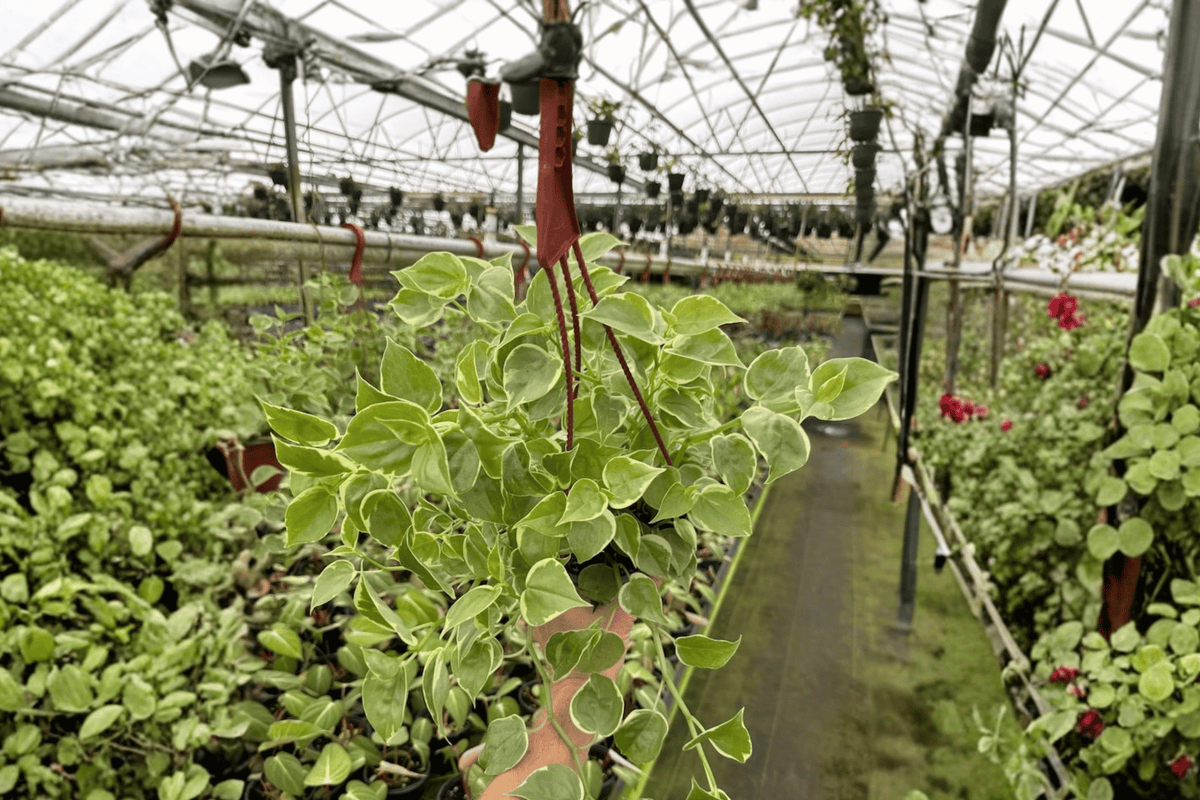 Cupid Peperomia (Peperomia scandens) 2 Live Plants in 6-Inch Hanging Baskets