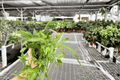 Moonlight Fern (Pteris cretica 'Mayii') – 2 Live Plants in 4-Inch Pots