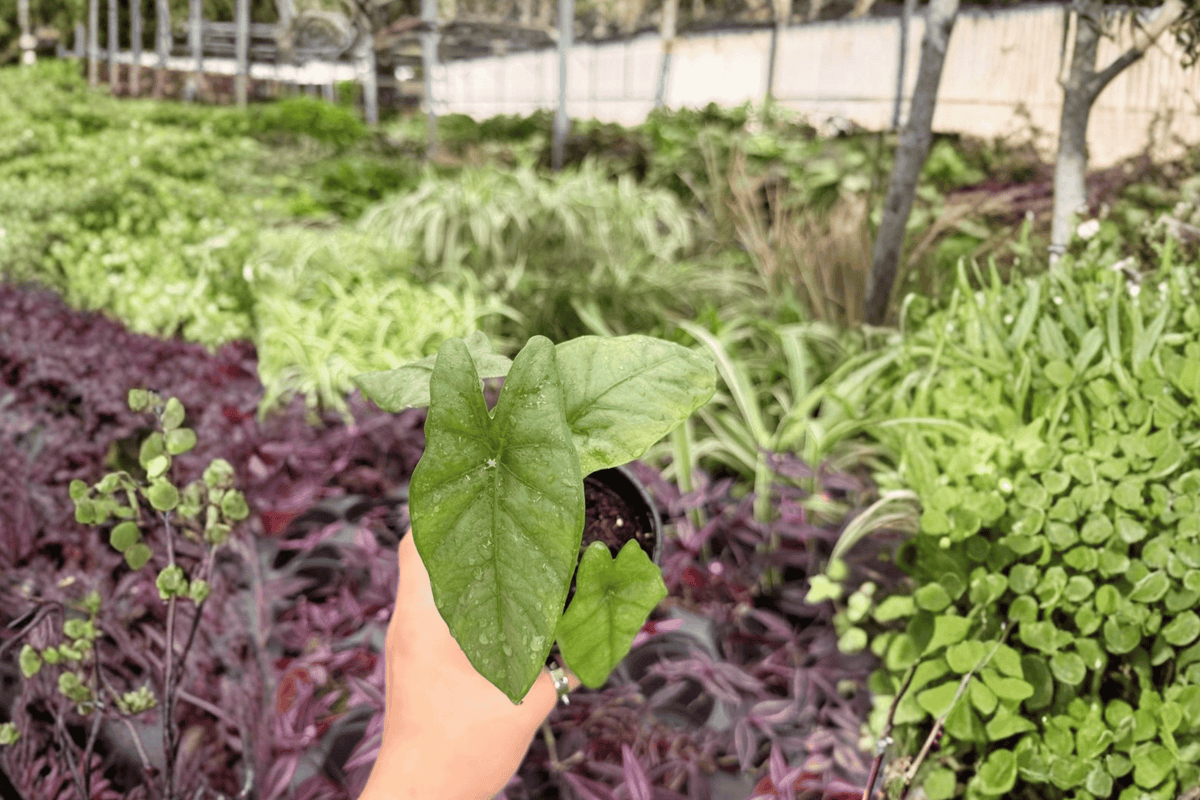 Alocasia Corazon Live Plants – 2x 4-Inch Pots (Exact Plant Listing)