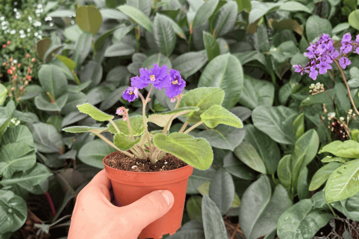 Harmony’s Purple Passion African Violet - 2 Exact 4-Inch Bare Root Live Plants