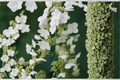 Tardiva Hydrangea Paniculata - 2 Rooted Starter Plants in 1 Qt Pots